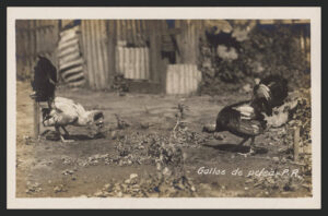 Gallos de Pelea Col. Atilio Moscioni Chesi [1897-1917] Biblioteca Digital Puertorriqueña