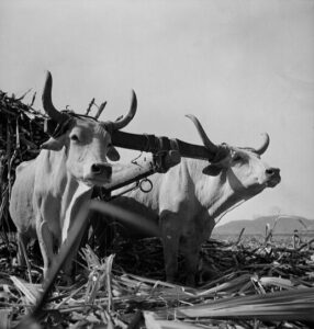 [Untitled photo, possibly related to: Guanica, Puerto Rico (vicinity). "Zebu type" oxen used in the sugar cane fields] Jack Delano. Jan. 1942. Call Number: LC-USF34- 047508-E [P&P] 