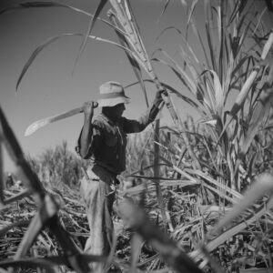 Untitled photo, possibly related to: Cutting sugar cane. Near Ponce, Puerto Rico Edwin Rosskam. Jan. 1938. Call Number: LC-USF34- 012382-E [P&P]